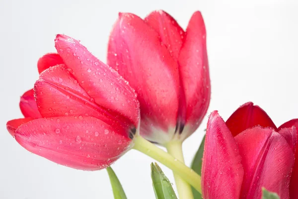 Flor de tulipán carmesí sobre fondo blanco — Foto de Stock