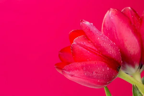 Crimson tulipány na bílém pozadí — Stock fotografie