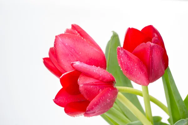 Crimson tulip flower on white background — Stock Photo, Image