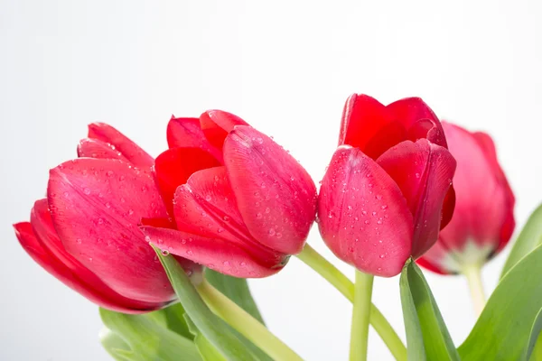 Crimson tulip flower on white background — Stock Photo, Image