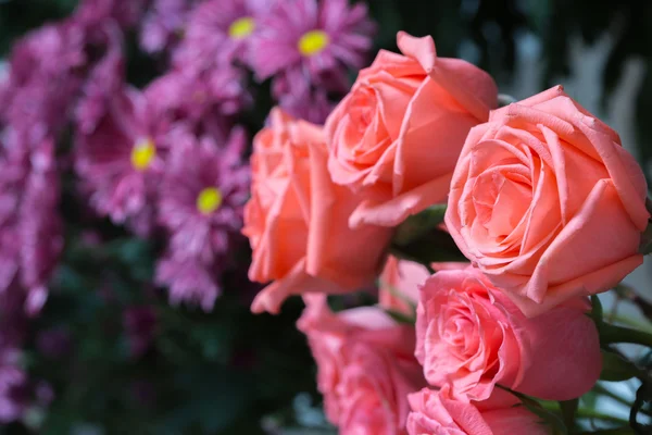 Pink roses close up. Background. — Stock Photo, Image