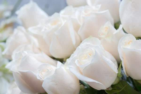 White roses. Soft focus and blurred background — Stock Photo, Image