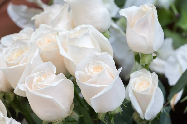 Beyaz güller çiçek arka plan olarak — Stok fotoğraf