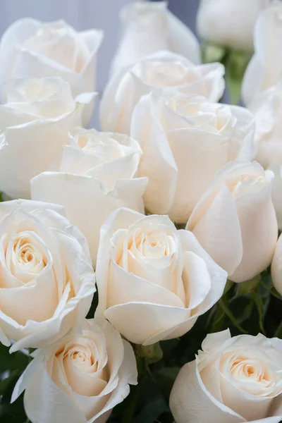 Weiße Rosen als floraler Hintergrund — Stockfoto