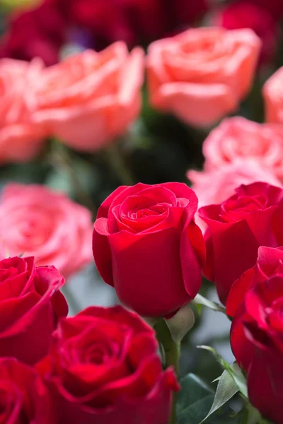 Rote Rosen Hintergrund — Stockfoto