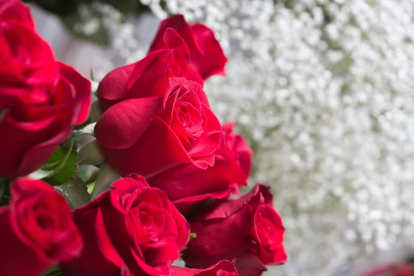 Red roses background — Stock Photo, Image