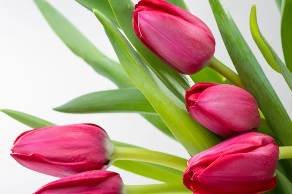 Flor de tulipán carmesí sobre fondo —  Fotos de Stock
