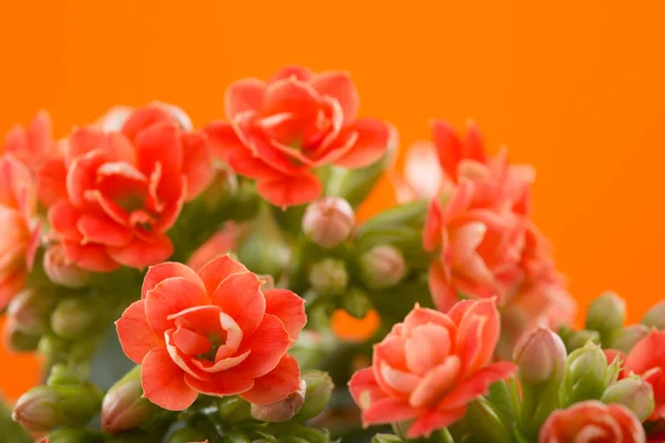 Blumen von Kalanchoe. auf orangefarbenem Hintergrund. — Stockfoto