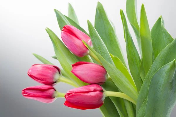 Flor de tulipán carmesí sobre fondo —  Fotos de Stock