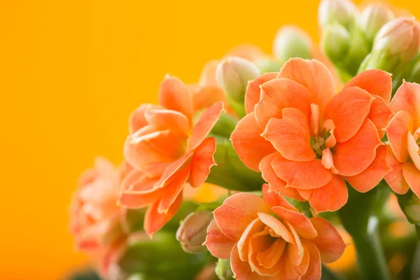 Kwiaty z Kalanchoe. na pomarańczowym tle. — Zdjęcie stockowe