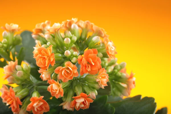 Blumen von Kalanchoe. auf orangefarbenem Hintergrund. — Stockfoto