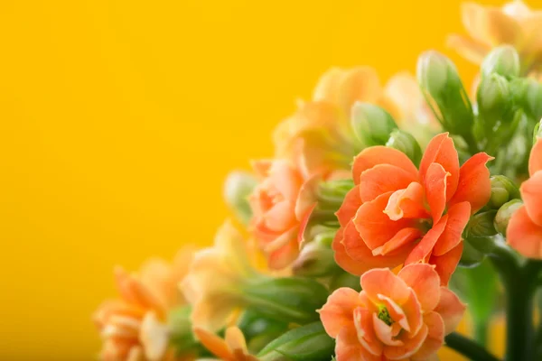 Fiori di Kalanchoe. su uno sfondo arancione . — Foto Stock