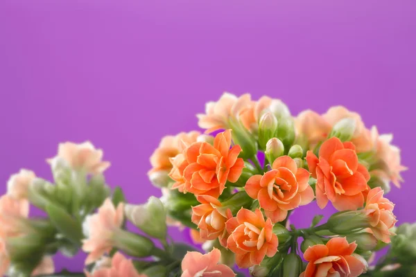 Flowers of Kalanchoe. on a orange background. — Stock Photo, Image