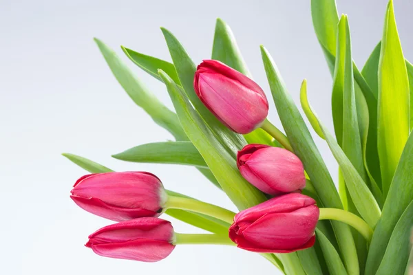 Crimson tulipány na pozadí — Stock fotografie