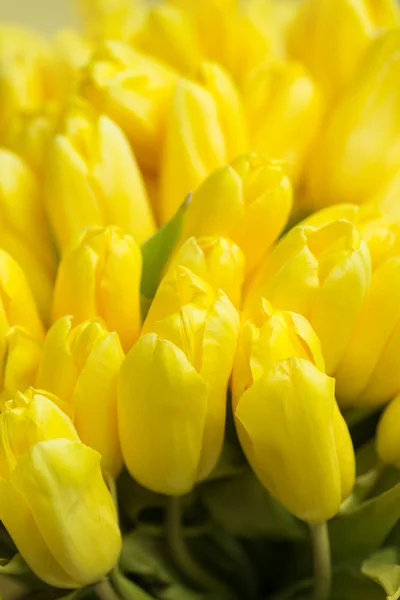 Fiore tulipano cremisi su sfondo — Foto Stock