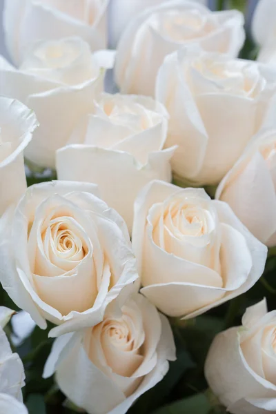 Weiße Rosen als floraler Hintergrund — Stockfoto