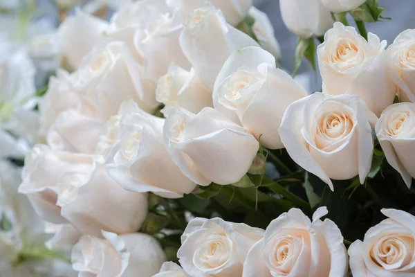 Weiße Rosen als floraler Hintergrund — Stockfoto