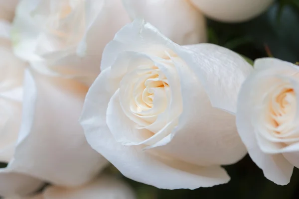 Vita rosor som floral bakgrund — Stockfoto