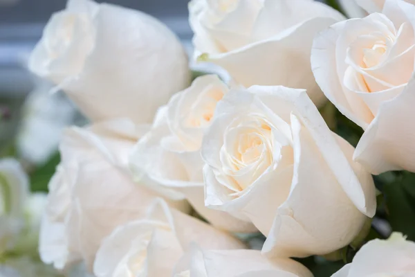 Vita rosor som floral bakgrund — Stockfoto