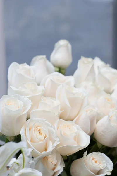 Weiße Rosen als floraler Hintergrund — Stockfoto