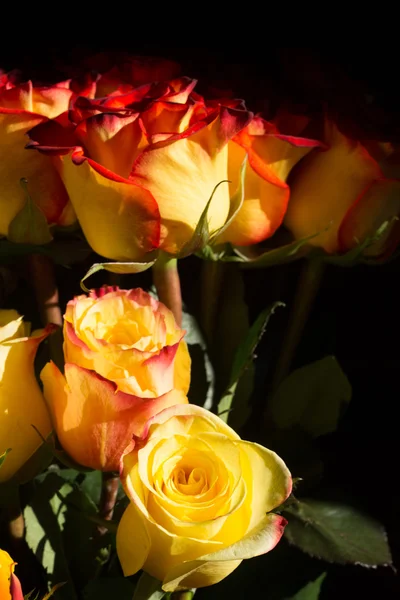 Unwrapped yellow rose on the black background — Stock Photo, Image