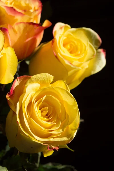 Unwrapped yellow rose on the black background — Stock Photo, Image