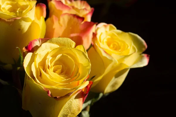 Unwrapped yellow rose on the black background — Stock Photo, Image