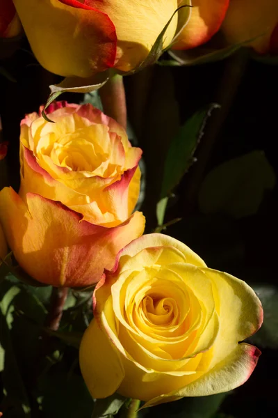 Desembrulhado rosa amarela no fundo preto — Fotografia de Stock