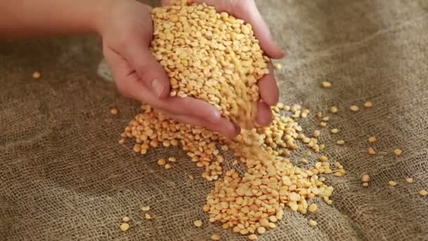 Рука з насінням гороху готова до посіву — стокове відео