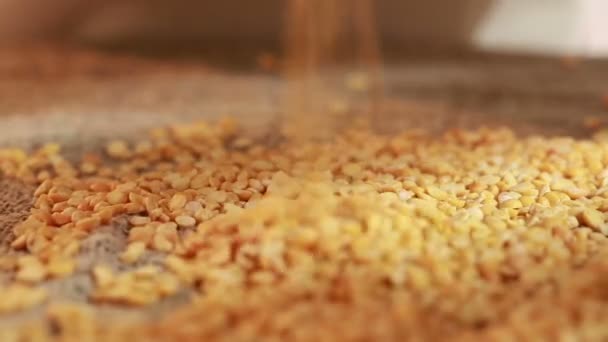 エンドウ豆の黄麻布でこぼれます。収穫. — ストック動画