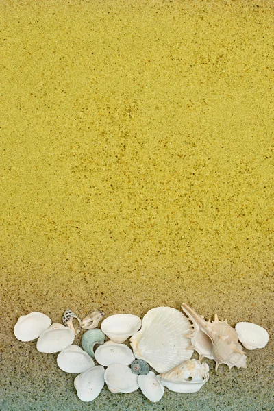 Sea shells on sand. Summer beach background. — Stock Photo, Image