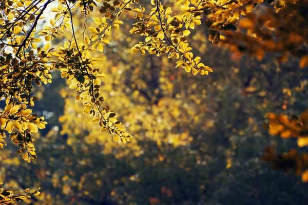 Gros Plan Des Feuilles Vertes Fin Été — Photo