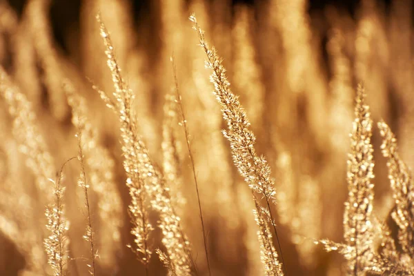 Steppe Grass Sunset Sun — Stock Photo, Image