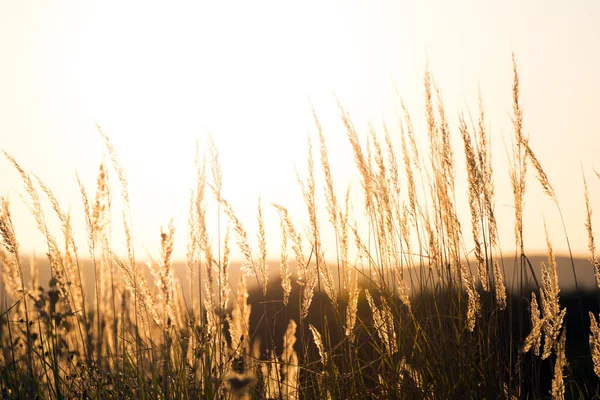 Steppe Gräs Vid Solnedgången Mot Solen — Stockfoto