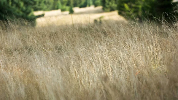 Herbe Sèche Montagne Matin — Photo