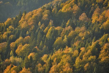 Sonbaharın sonlarında ormanın havadan görünüşü