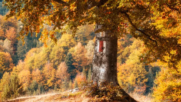 Αισθητικό Δέντρο Φθινόπωρο Ζεστά Χρώματα — Φωτογραφία Αρχείου