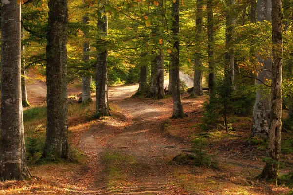 Floresta Outono Nas Montanhas Cores Quentes — Fotografia de Stock