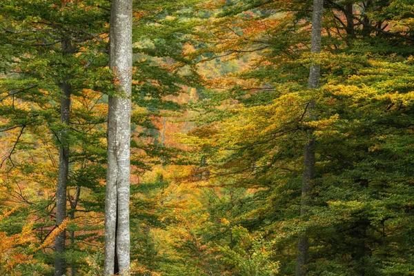 Foresta Autunnale Montagna Colori Caldi — Foto Stock