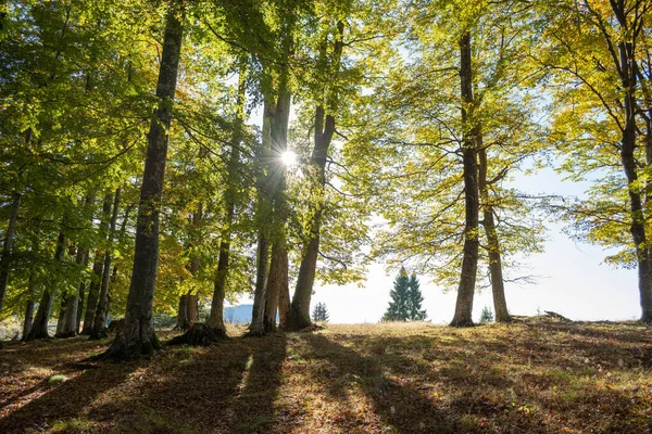 Podzimní Les Horách Teplé Barvy — Stock fotografie