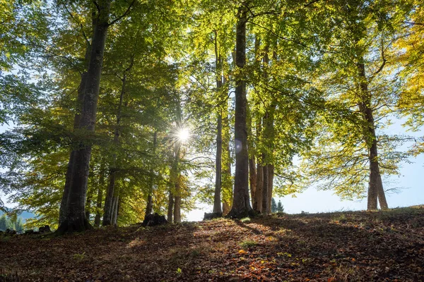 Podzimní Les Horách Teplé Barvy — Stock fotografie