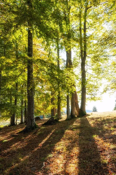 Podzimní Les Horách — Stock fotografie