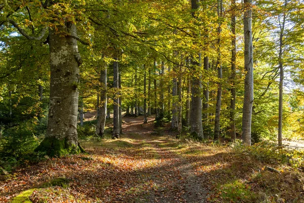Jesienny Las Górach Ciepłe Kolory — Zdjęcie stockowe