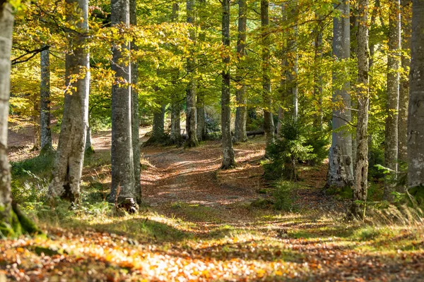 Herfstbos Bergen — Stockfoto