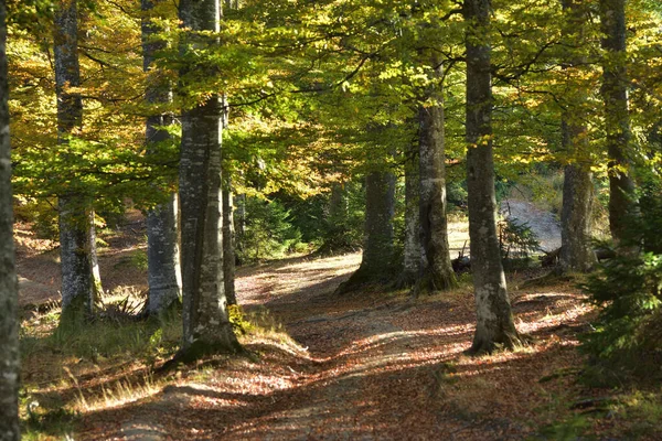 Herfstbos Bergen — Stockfoto