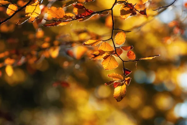 Boom Tak Wam Herfst Licht — Stockfoto