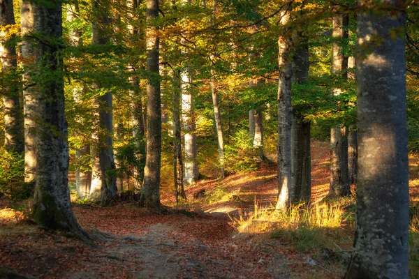 Herfstbos Bergen — Stockfoto