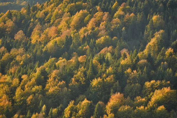 Aerial View Forest Late Autumn — Stock Photo, Image