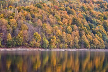 Sonbahar sahnesi, sonbaharda orman yansıması.
