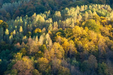 Sonbaharın sonlarında ormanın havadan görünüşü